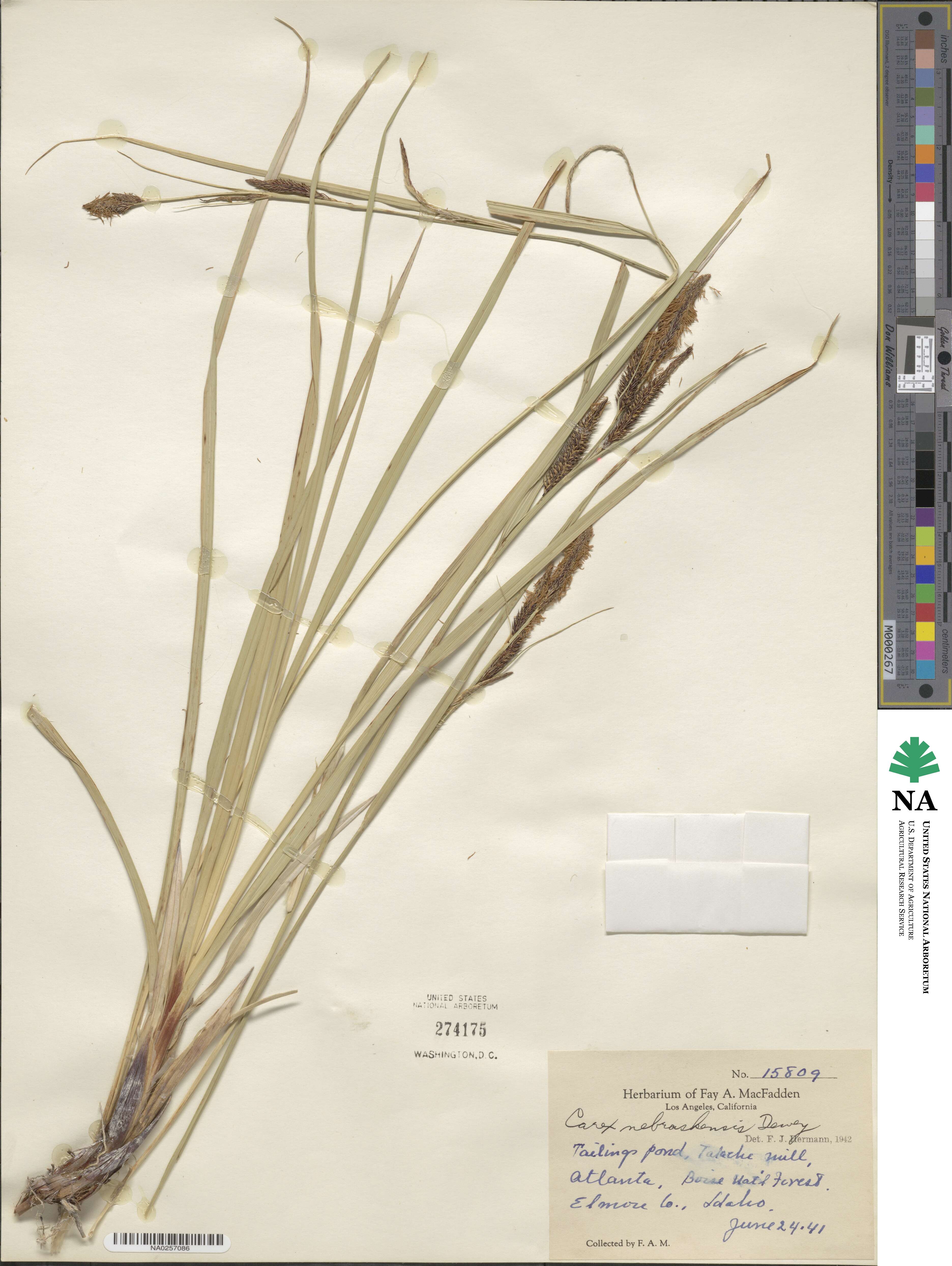 Carex nebraskensis image