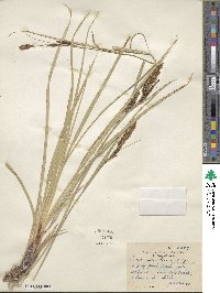 Carex nebraskensis image