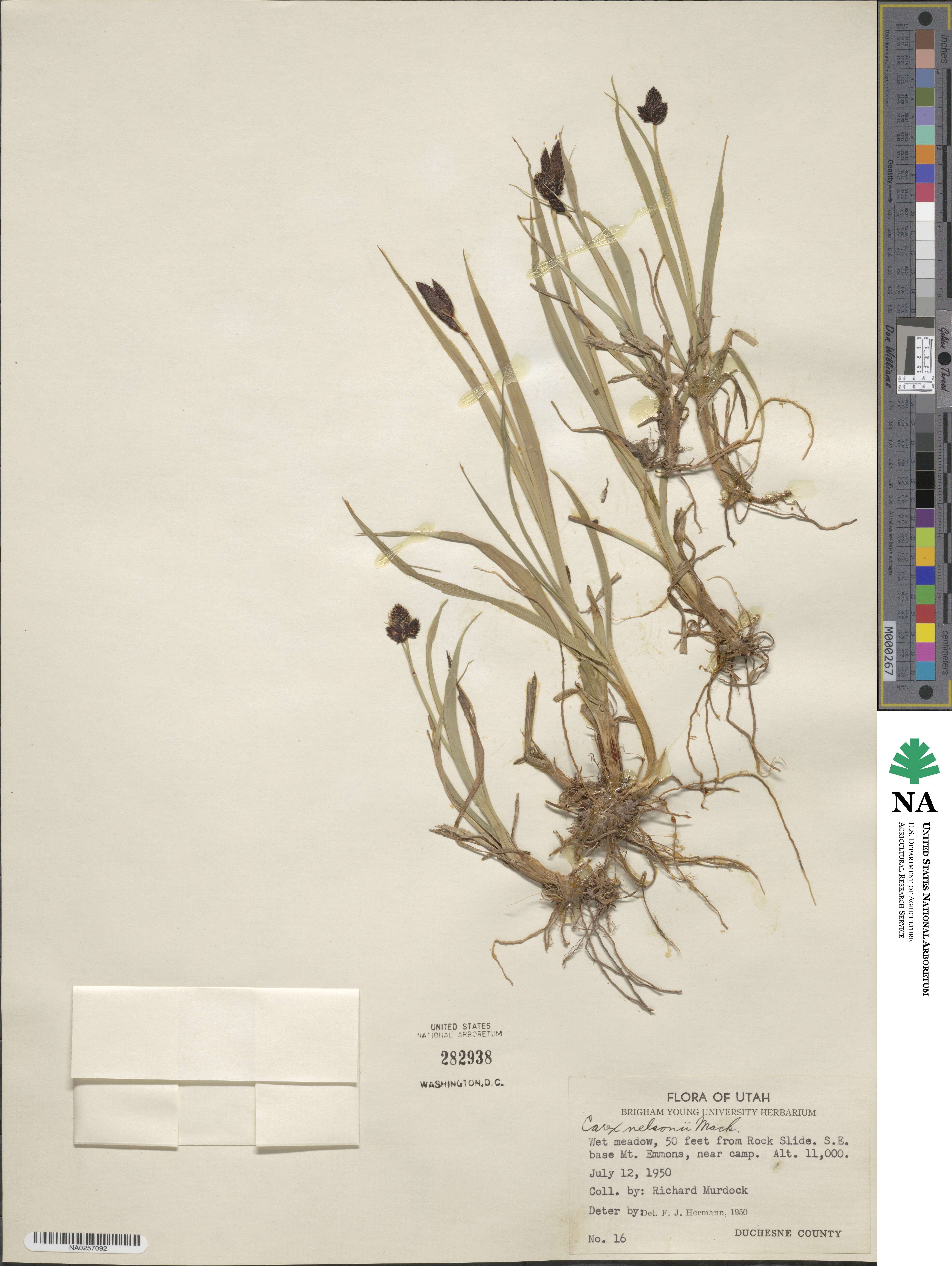 Carex nelsonii image