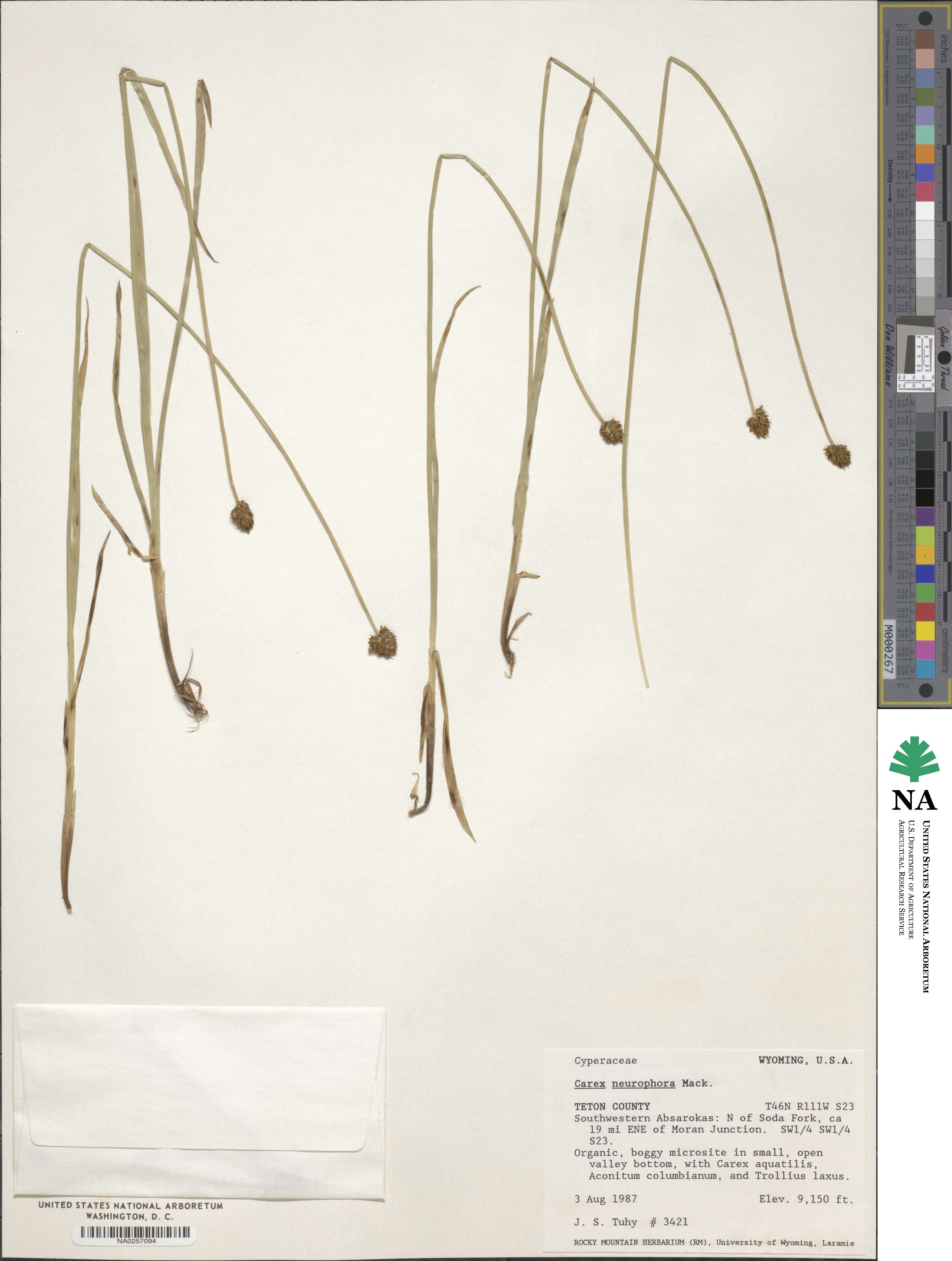 Carex neurophora image