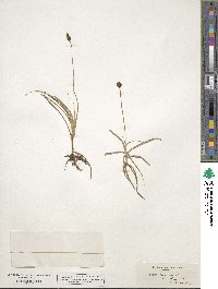 Carex nigricans image