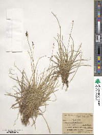 Carex nigricans image