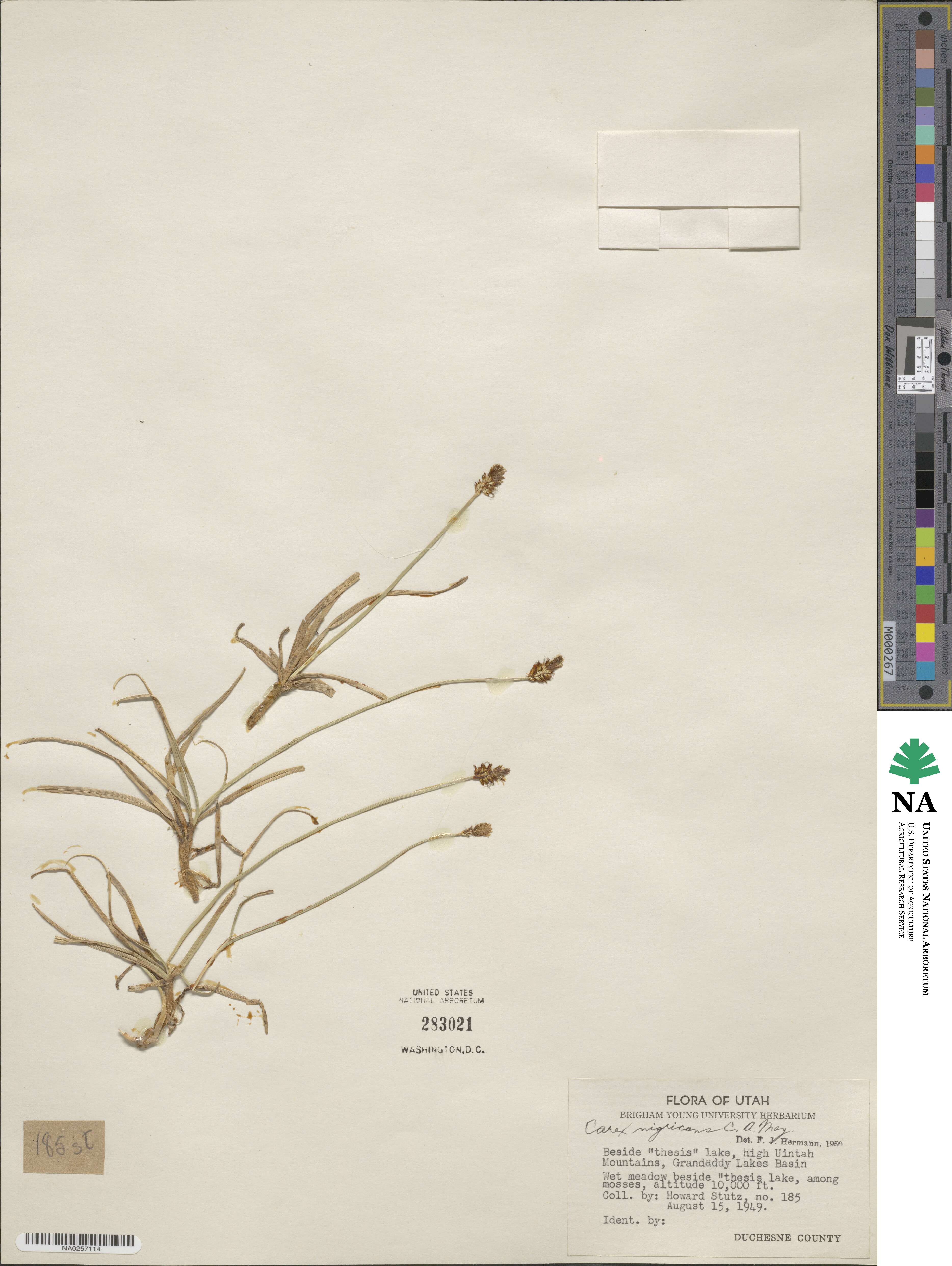 Carex nigricans image
