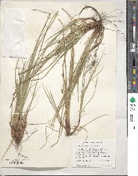 Carex nigromarginata image