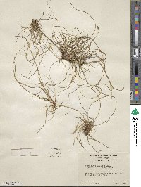 Carex nigromarginata image