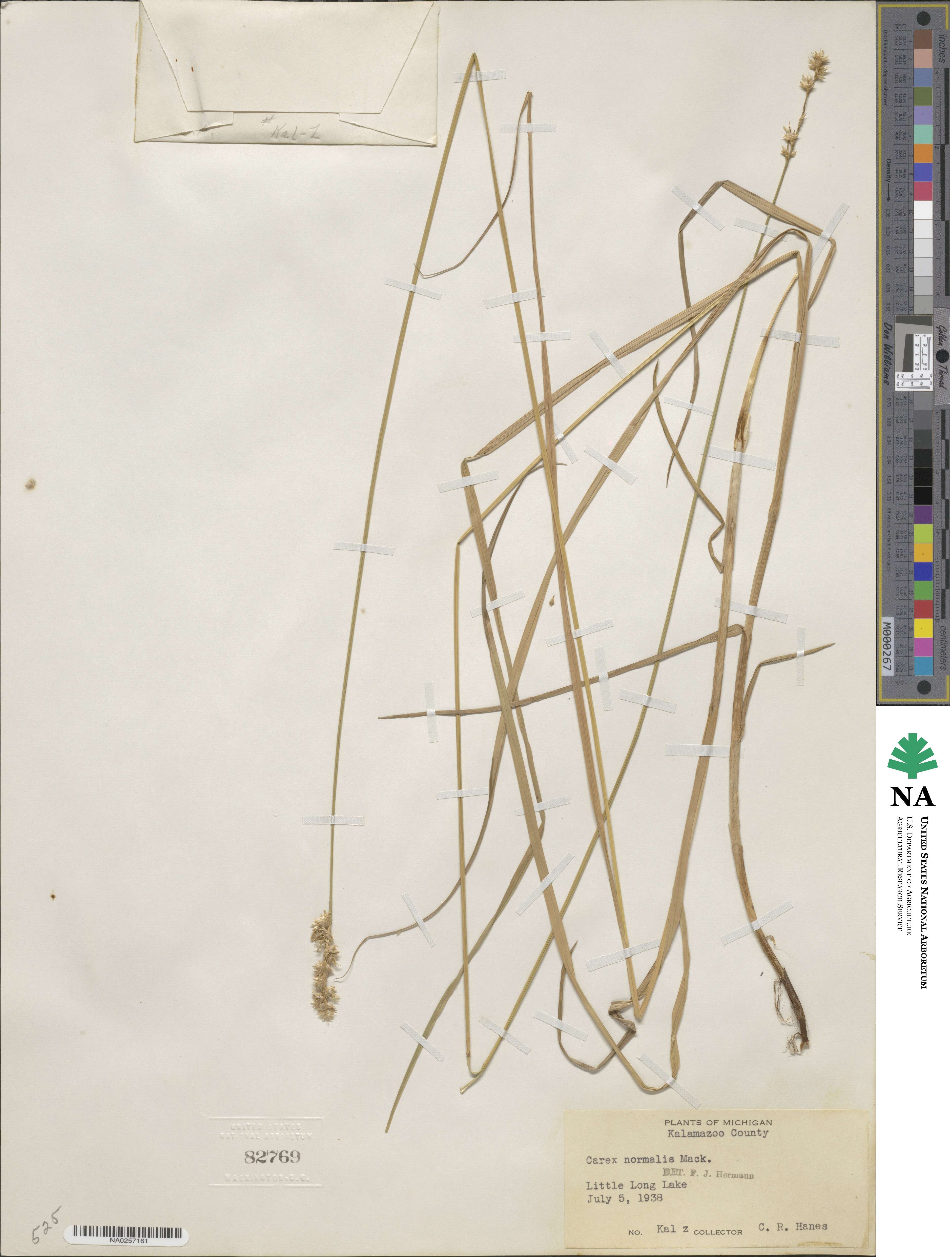 Carex normalis image