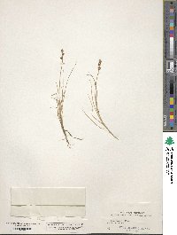 Carex norvegica image