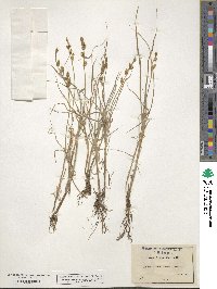 Carex norvegica image