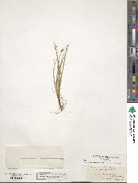 Carex norvegica image