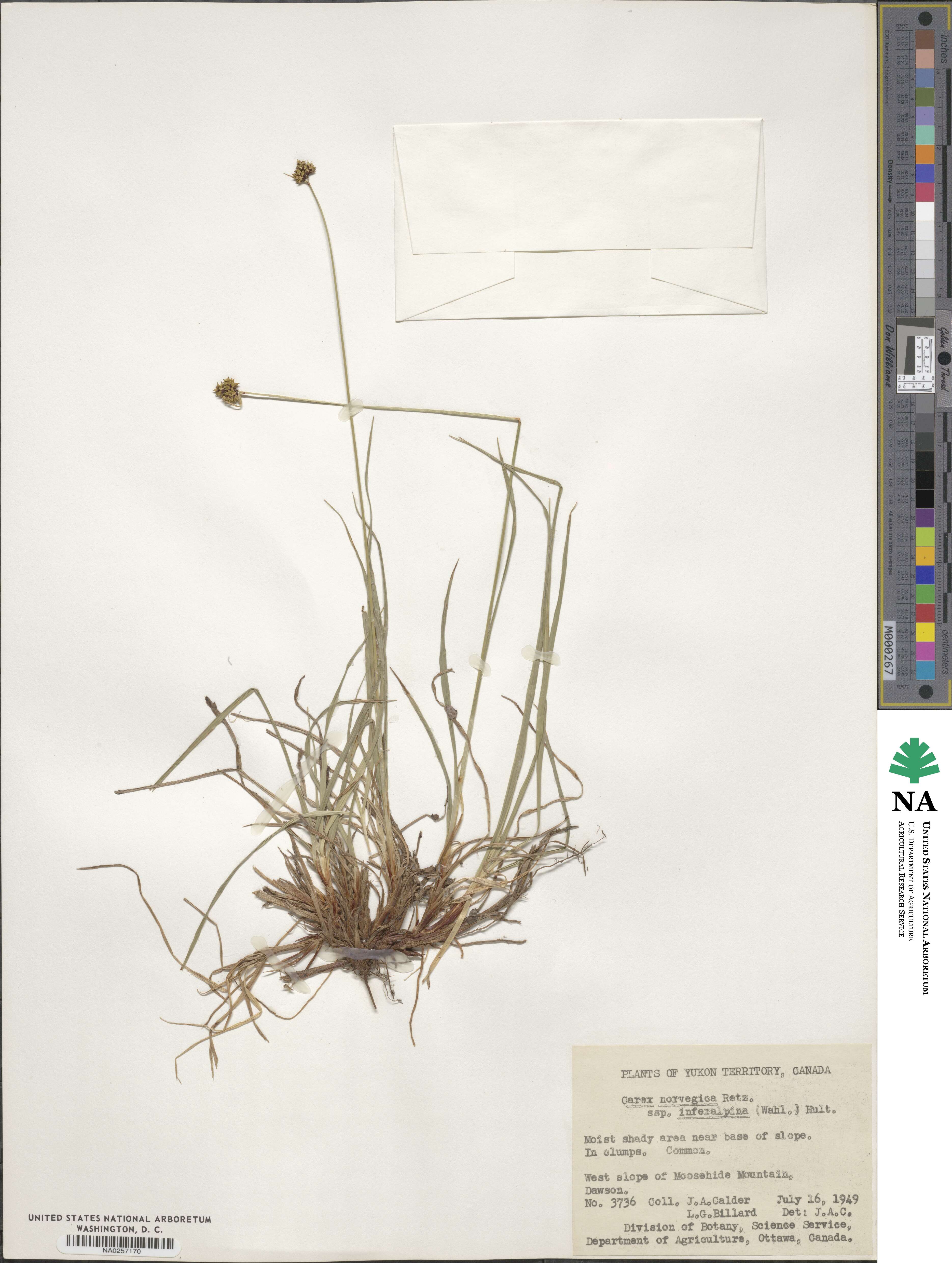 Carex norvegica image