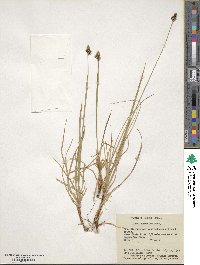 Carex norvegica image