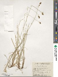 Carex norvegica image