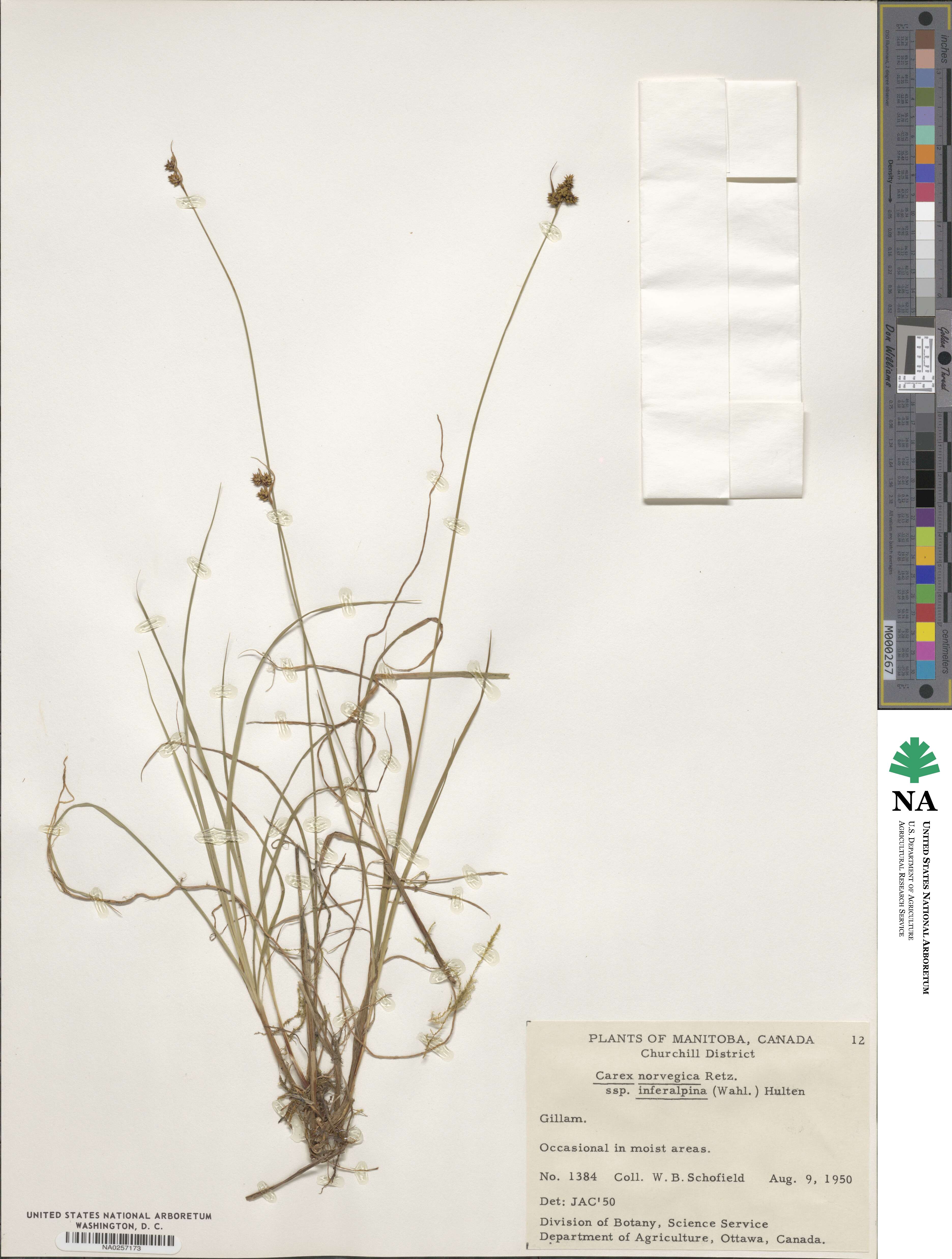 Carex norvegica image