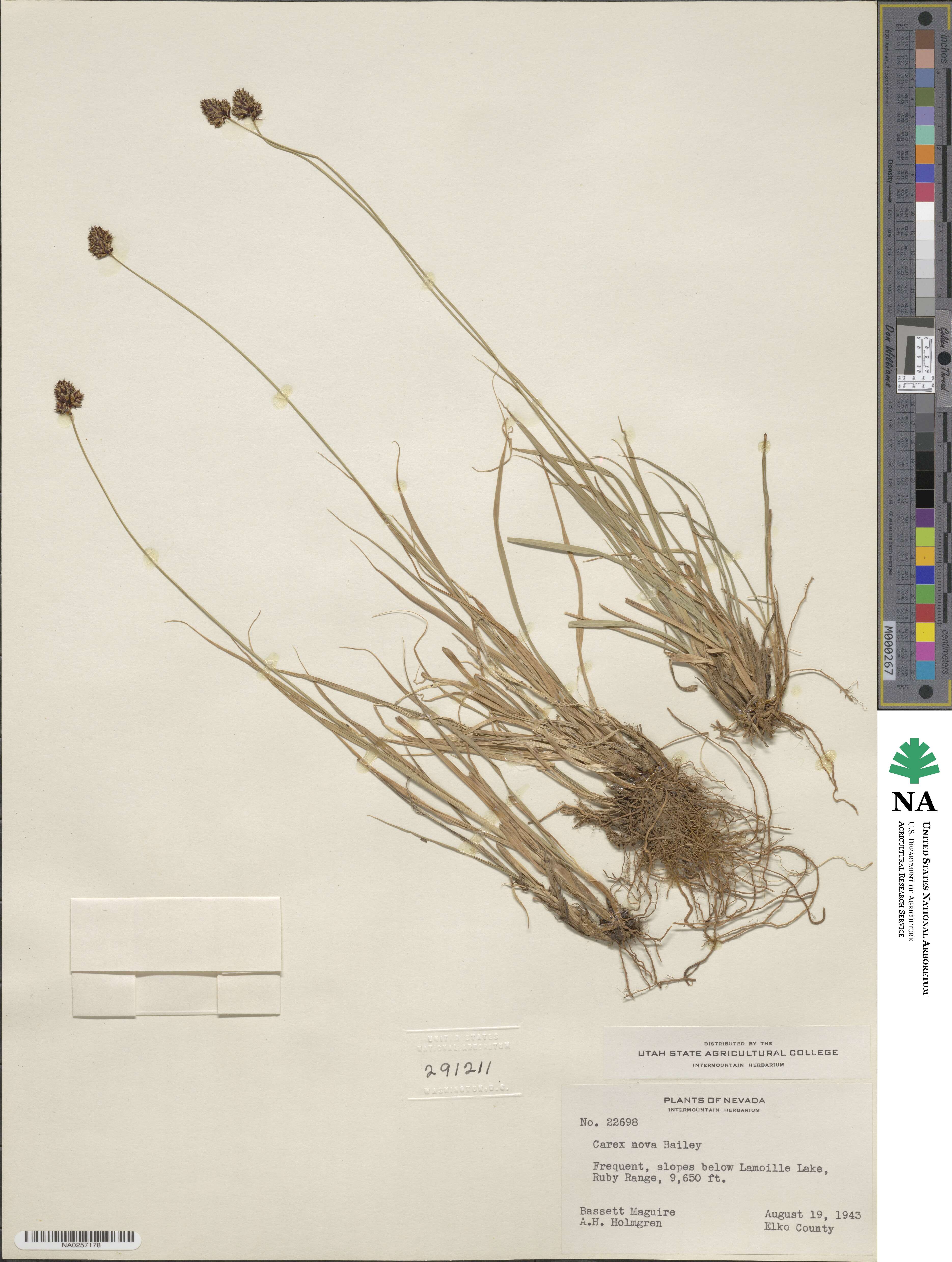 Carex nova image