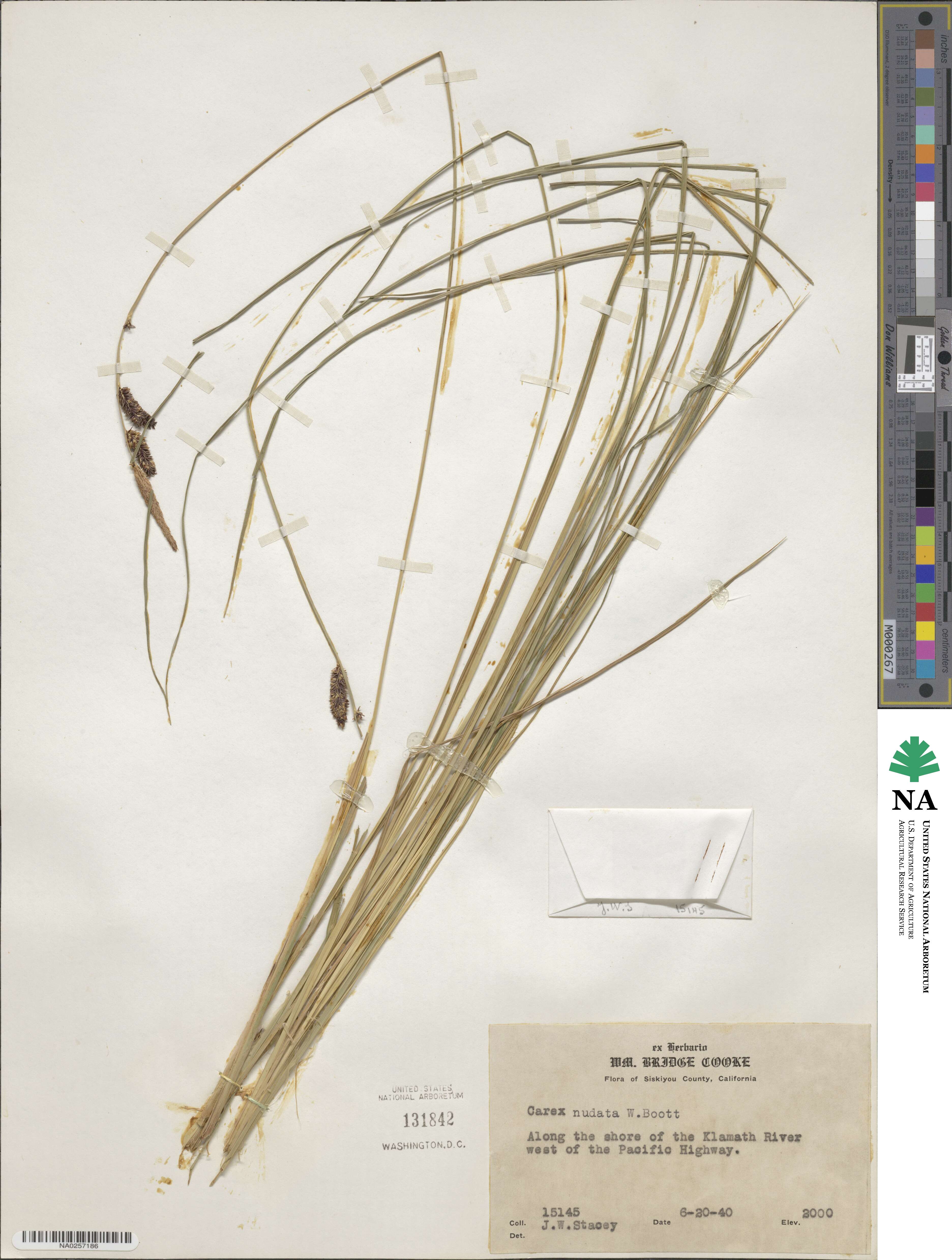 Carex nudata image