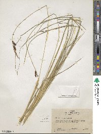 Carex nudata image