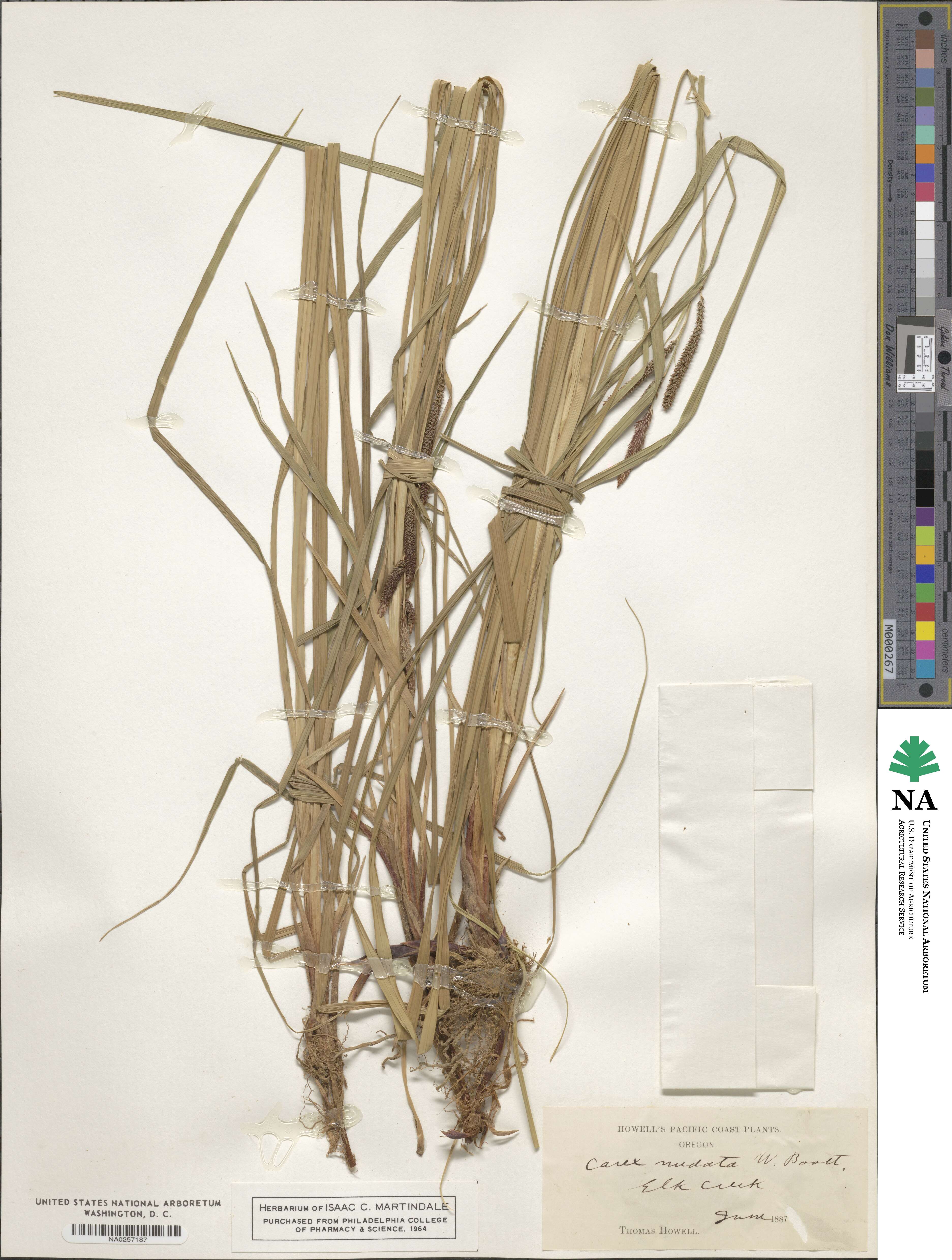 Carex nudata image