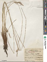 Carex nudata image