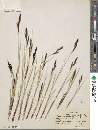 Carex nudata image