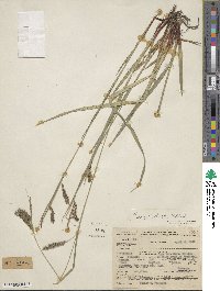 Carex venusta image