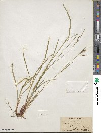 Carex venusta image