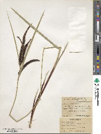 Carex obnupta image