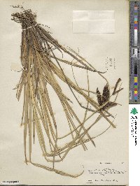 Carex obnupta image