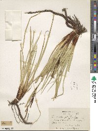 Carex obnupta image