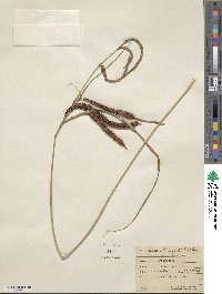 Carex obnupta image
