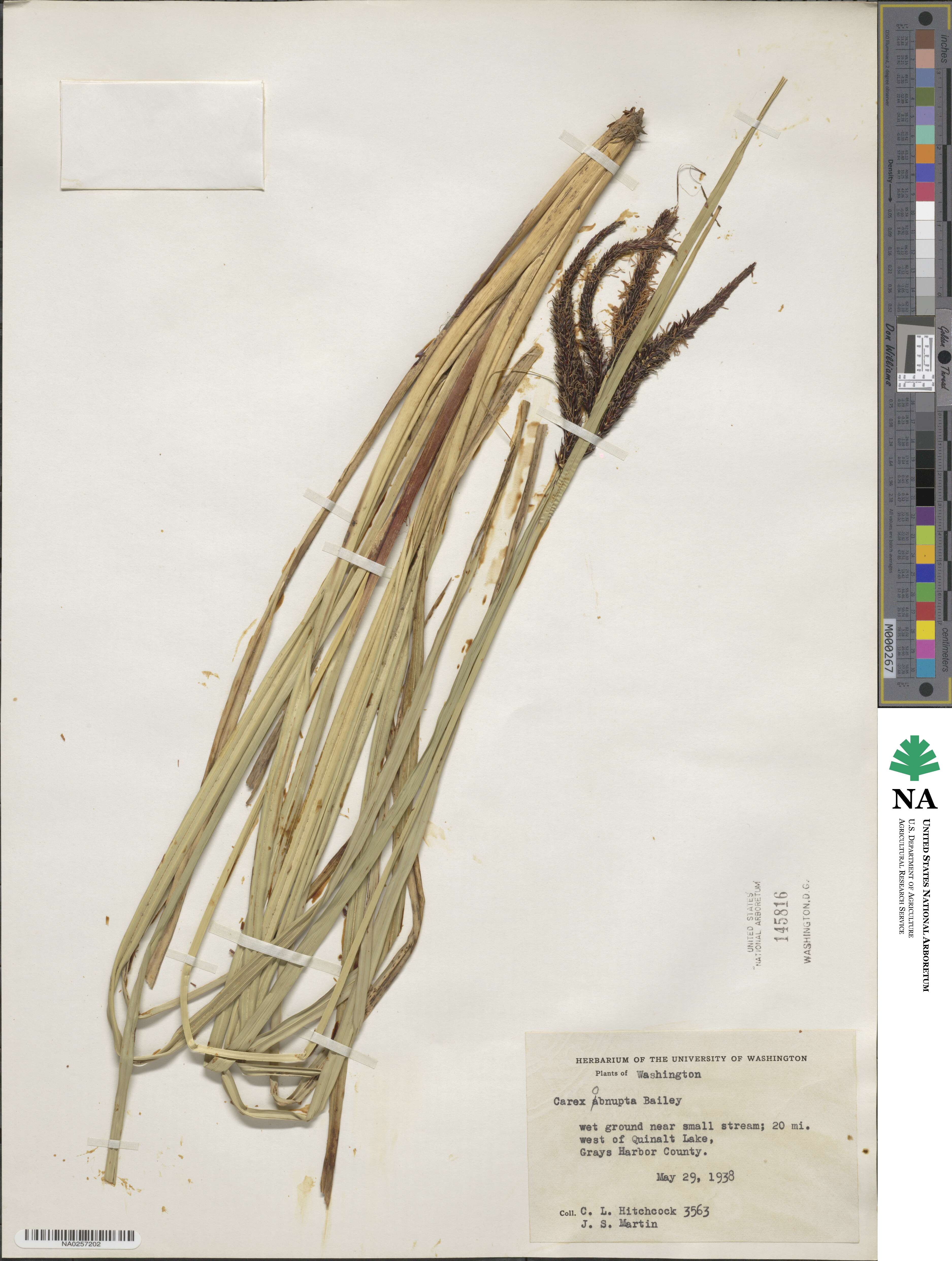 Carex obnupta image