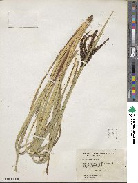 Carex obnupta image