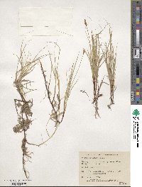 Carex obtusata image