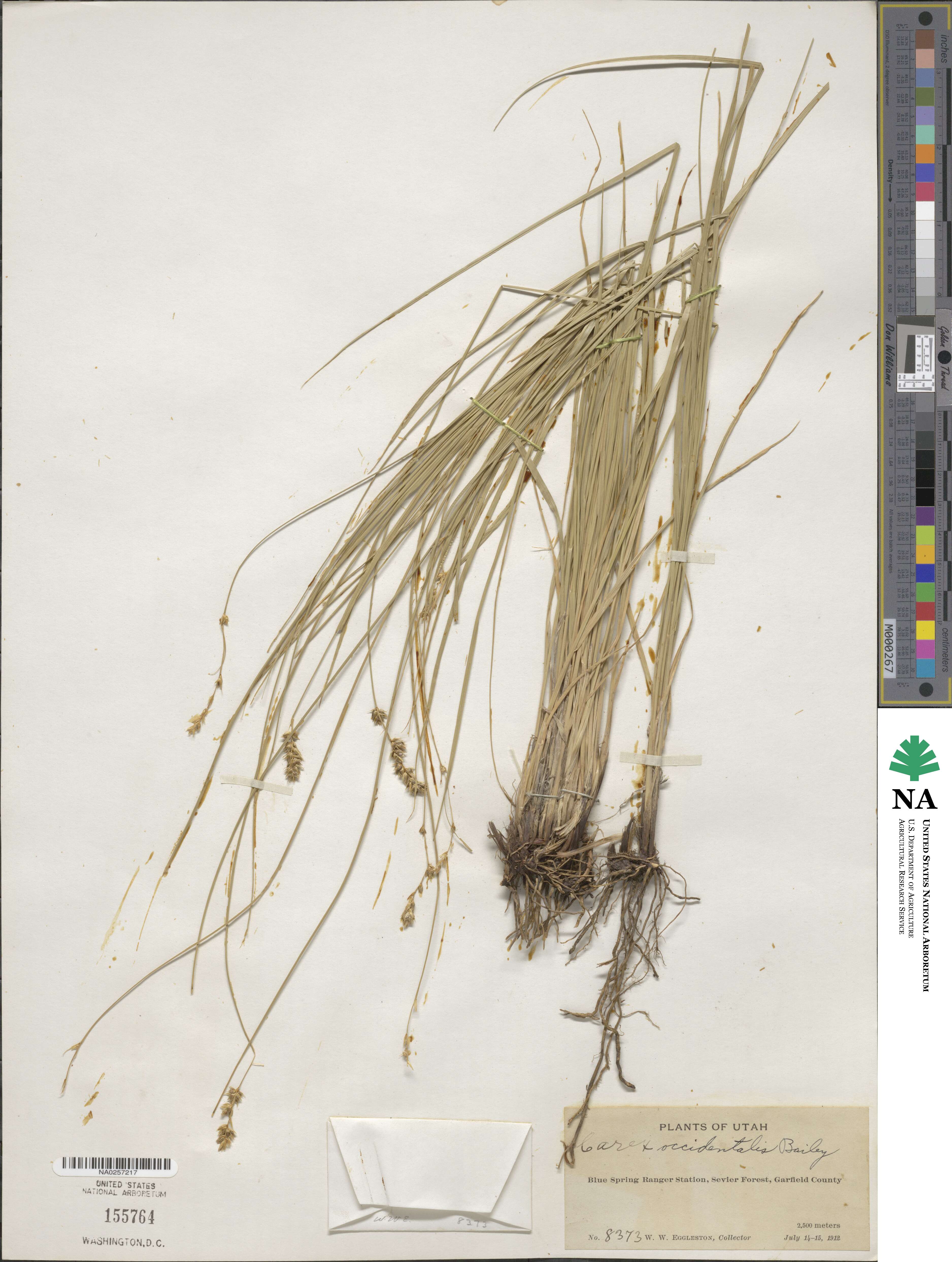 Carex occidentalis image