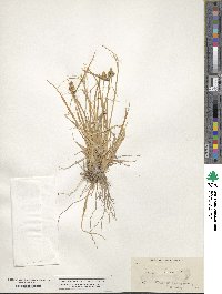 Carex oederi image