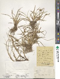 Carex oederi image