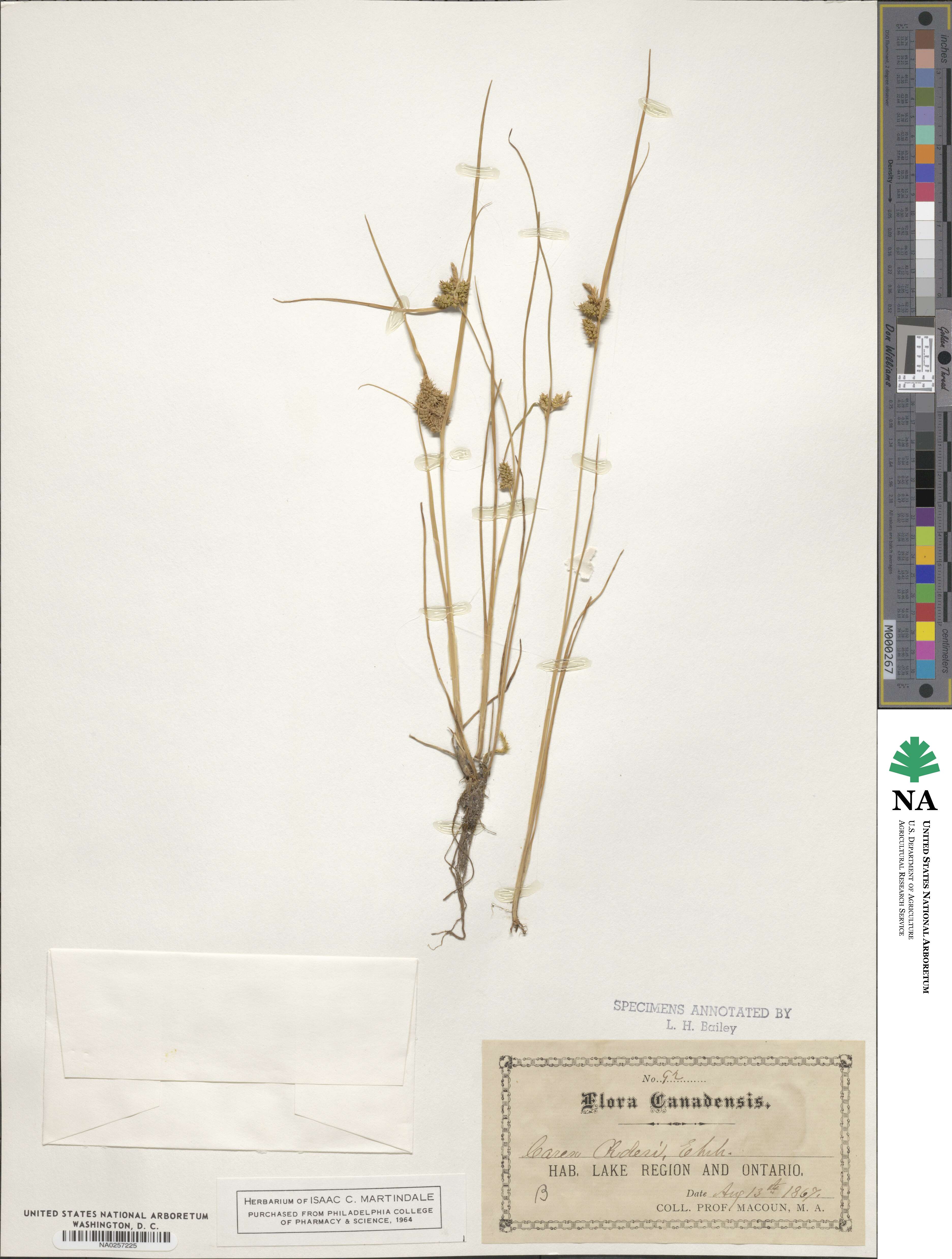 Carex oederi image