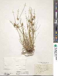 Carex oederi image