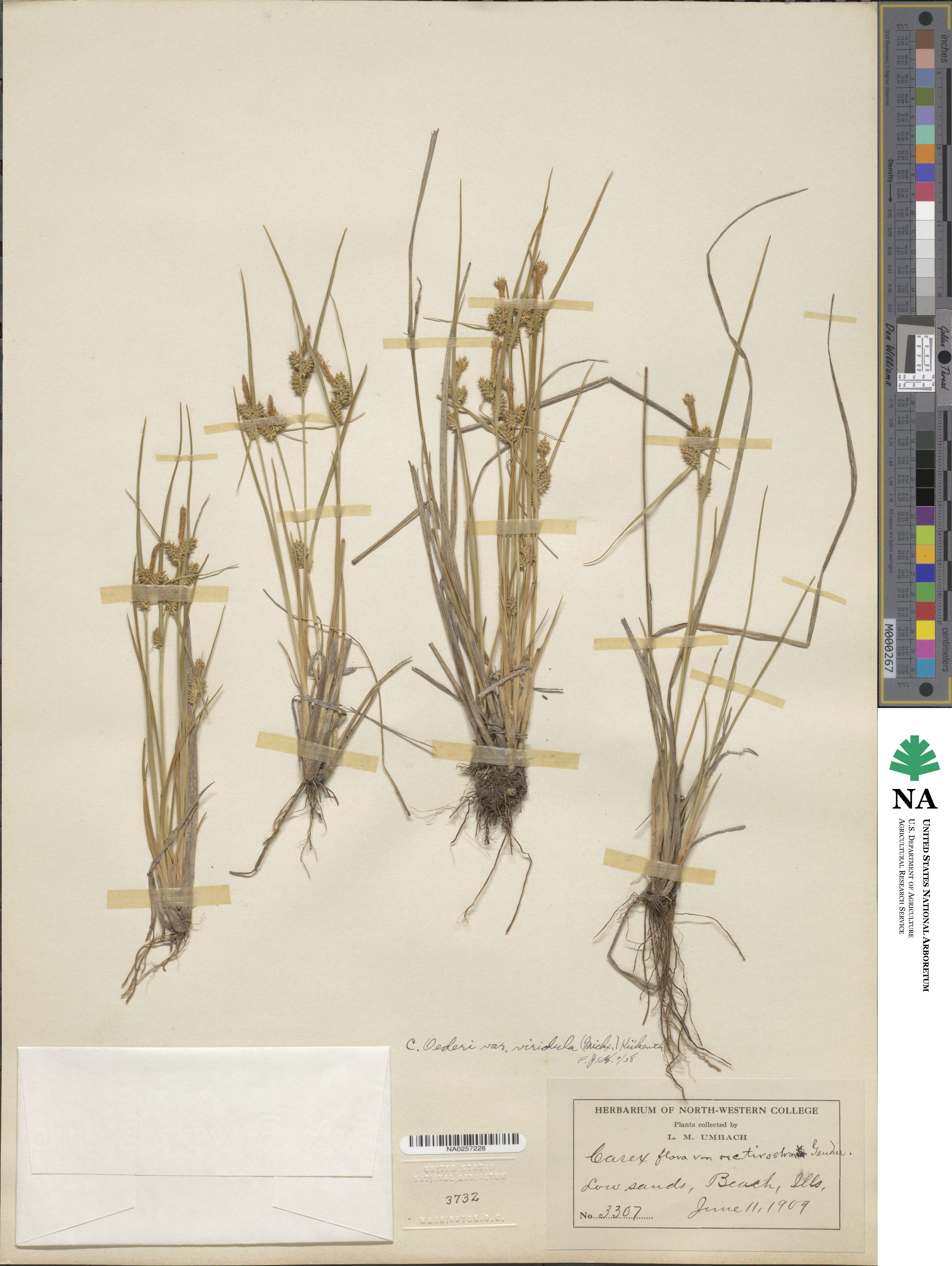 Carex viridula image