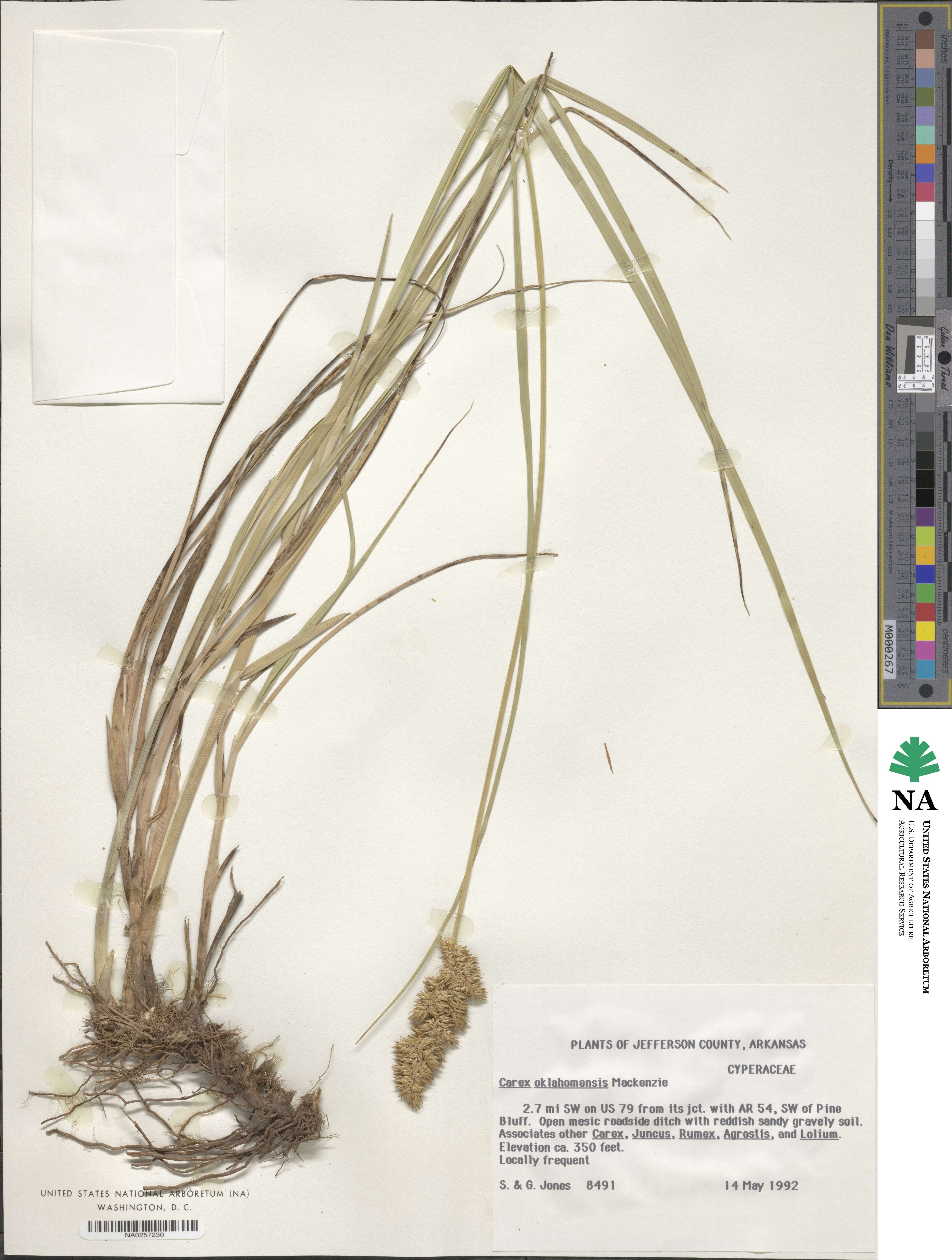 Carex oklahomensis image