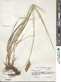 Carex oklahomensis image