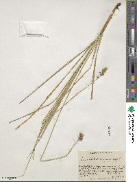 Carex oklahomensis image