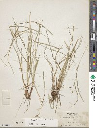 Carex oligocarpa image