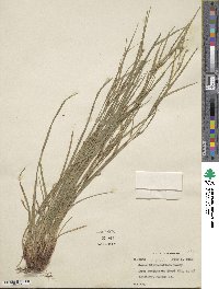 Carex oligocarpa image