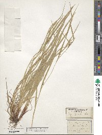 Carex oligocarpa image