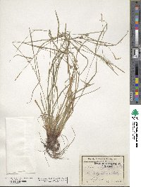 Carex oligocarpa image