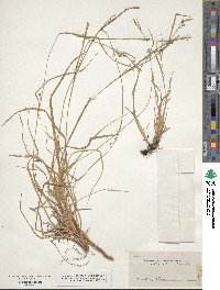 Carex oligocarpa image