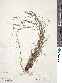 Carex oligocarpa image