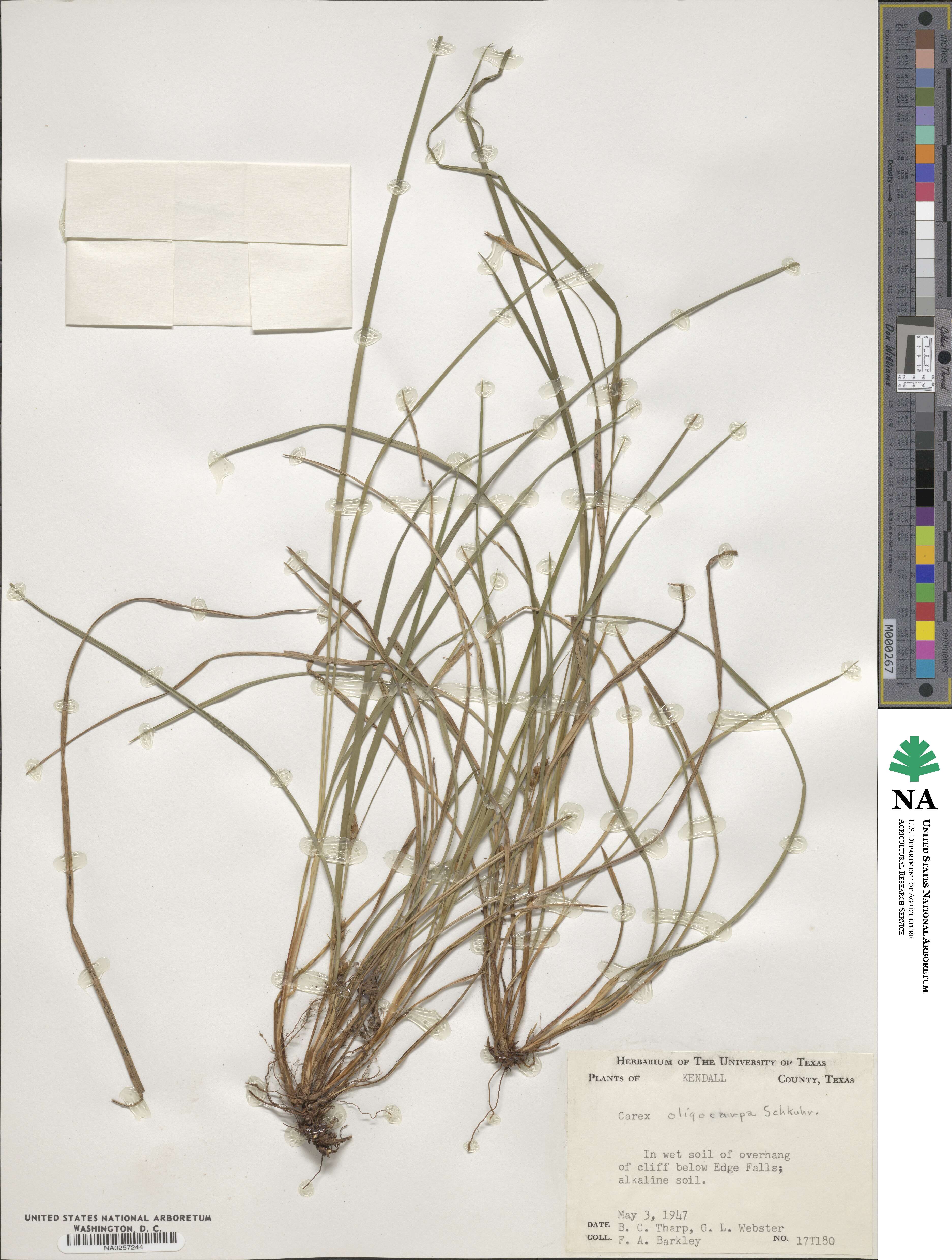 Carex oligocarpa image
