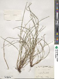 Carex oligocarpa image