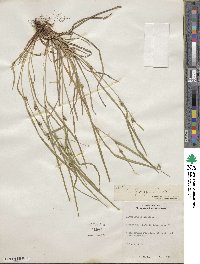 Carex oligocarpa image